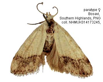 Papua Insects Foundation (Lepidoptera/Nolidae/Nolinae/Manoba tenebrimargo)